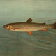 Illustration for article titled Fishes of North America That are Captured on Hook and Line